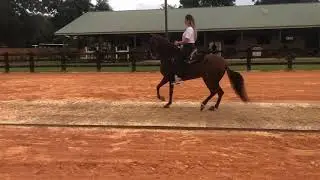 Miss April de la Yaya (Sublime de Do&ntilde;a Lola x Lola de la Yaya) en Hacienda El Negro 2019.