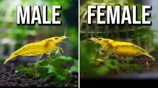 How To Tell The Difference Between Male And Female Colorful Amano Shrimp