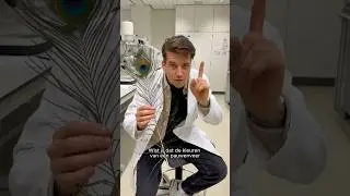 Waar of niet waar: de kleuren van een pauw zijn een optische illusie 🦚🔬🤔