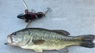 Fish Arrow Wiener Dog Crawler 
