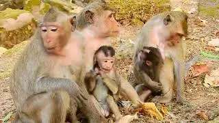 Two Monkeys Fight in the Jungle &ndash; So Funny!...Mr Polo ep111