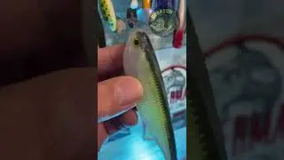 Insane Shad Swimbait Lure Catch Anything! #shorts #shortsvideo #fishing