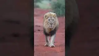 Are the animals in nature beautiful?,,, ❤️🥰#shortvideo #natureanimals