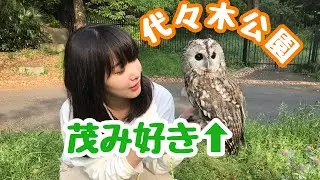 【フクロウのお散歩】茂み大好きもりちゃんが代々木公園に参上！