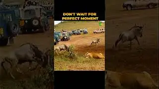 Best Attitude Status | Lion Attack |Don