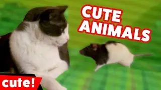 Funniest Cute Pet & Animal Videos & Bloopers Weekly Compilation 2016 | Kyoot Animals