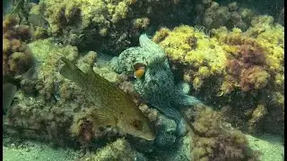 Pulpo - Cala Fustera #4k