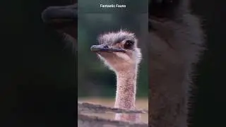 An ostrich&rsquo;s eyes are bigger than its brain😱😱 #ostrich