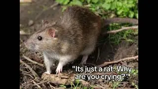 He died like 4 years ago an it still hurts #death #mouse #missyou