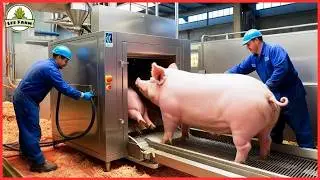 Inside American Pig Farms: Pork Production from Farm to Table!
