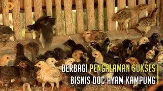 Berbagi Pengalaman Sukses Bisnis DOC Ayam Kampung