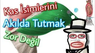 Kasların İsimlendirilmesi Akılda Tutmak Artık Daha Kolay (3. BÖLÜM)
