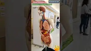 #digestivesystem #anatomyshorts
