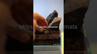 We Created a Tiny Bog #terrarium #carnivorousplants #aquascape #scape #nanotank