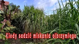 Miskant olbrzymi - Sadzonki, korzonki. Kiedy sadzić, kupować. Doświadczenie w uprawie od 2007r.