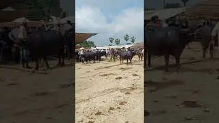 Bhains ka Mela Dildarnagar #shorts - Buffalo Market