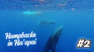 Kingdom of Tonga #2                         Humpbacks and Cave Diving ￼