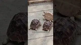 Черепахи спасают своего друга от переворачивания! 👏