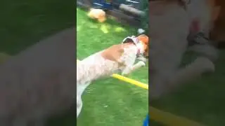 Habt ihr ein Lieblingstier? 🐶🐱🐴🐄年#vierpfoten #agility #trickdog #dog #PetsOfTikTok #petlove