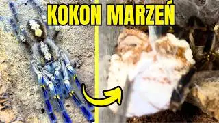 ODEBRAŁEM KOKON POECILOTHERIA METALLICA! 🤯