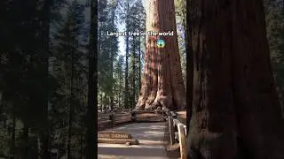 Largest tree in the world #generalsherman