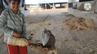 #gaumata #gaushala #gauseva #beautiful #cow #bestmoments #sukun #love #bonding 