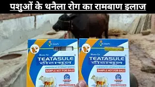 TEATASULE bolus Use vetenary || पशुओं को टीटासुल कब देते हैं || animal mastitis treatment Cattle
