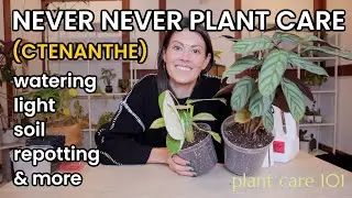 Never Never (Ctenanthe) Plant Care 101 - How To Water, Repot, Lighting, Soil Recipe & More