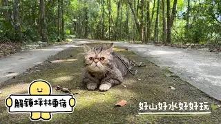 #73 帶著貓咪去車宿｜解鎖坪林車宿｜那個咖啡吧｜幸福小廚