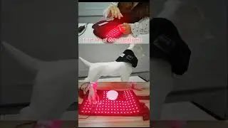 Red Light Therapy Device|DGYAO Red Light Therapy Heated Knee Brace Infrared Heating Therapy Knee Pad