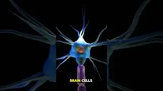 Your Brain Eats Itself