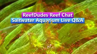 ReefDudes Reef Chat - Saltwater Aquarium Live Q&A - Live with ReefingWithO