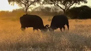 Fighting for Dominance in Sabu Sands | African Cape Buffalo