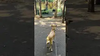 Je hond mee naar de dierentuin #hondengedrag #hondentraining #dierentuin