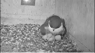 Welcome To The World Chick #2! Baby Falls On Back - Xavier Squishes It! FalconCam Project 😲 10.5.24