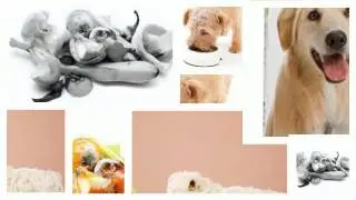 Improve The Health of Your Dog With This Easy-To-Use Supplement!!