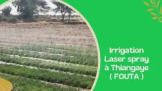 LICIBIT: Leeral ci IRRIGATION LASER SPRAY THIANGAYE (FOUTA)