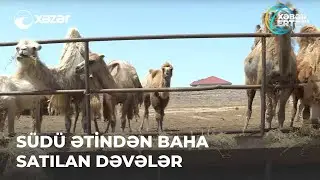 Südü Ətindən Baha Satılan Dəvələr