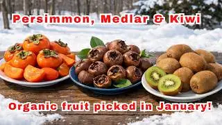 Fresh Kiwi, Persimmon and Medlar fruit in January 🥝🍊🍏 in FREEZING Maryland!  Taste test!