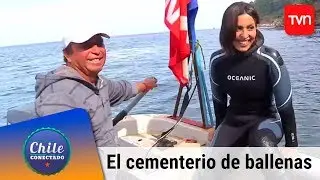 El cementerio de ballenas chome | Chile conectado | Buenos días a todos