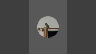 Jason,Thy and Lucky the moustache parakeet is live!