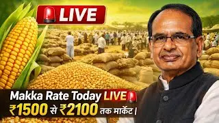 Today's Maize Price 🔥 | Exporter Demand Increased? | How to Earn Money from Maize Trading