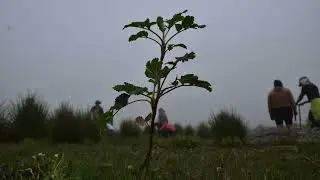 Una Queñua más, un tabaquillo más.