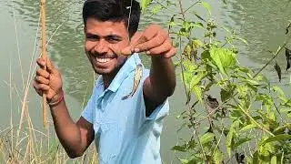 Fishing with hook🎣! ! Village style rod fishing 🎣!!#villagerlifestyle #rodfishing #hook_fishing 