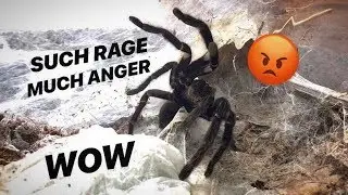 NEVER TRUST a &ldquo;CALM&rdquo; Old World TARANTULA ~ IT&rsquo;S A TRICK !!!