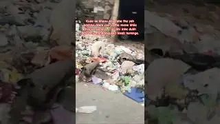 Stray Dogs 😭. #video #viral #cute #dog #youtubeshorts #viralshorts #ytshorts #trending #status #help