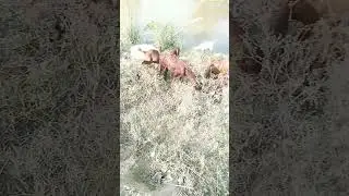 Goat viral video#shotsviral #searchvlog #youtubevideo