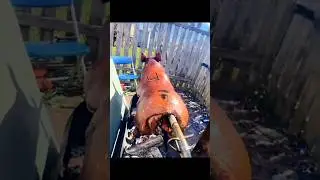 #pigroast #bbq #pig #wholehog #foodie #pigmentos #yum #pigma #pigeonpose #beer #nomnom #pigeons #pi
