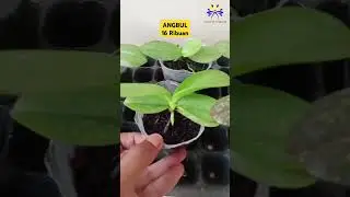 OBRAL ANGGREK BULAN 16 RIBUAN #orchid #anggrek #anggrekbulan