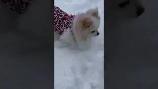 Adorable: A Pomeranian&rsquo;s Snow Playtime